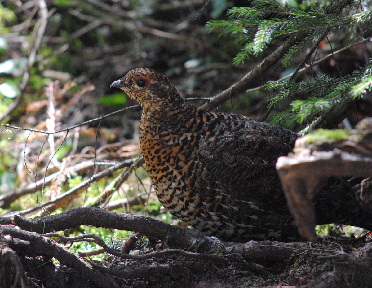 Spruce Grouse - Arianna Ferrario