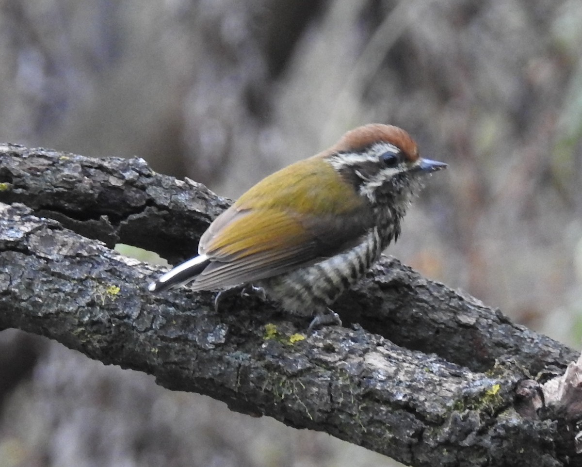 Speckled Piculet - ML75007641