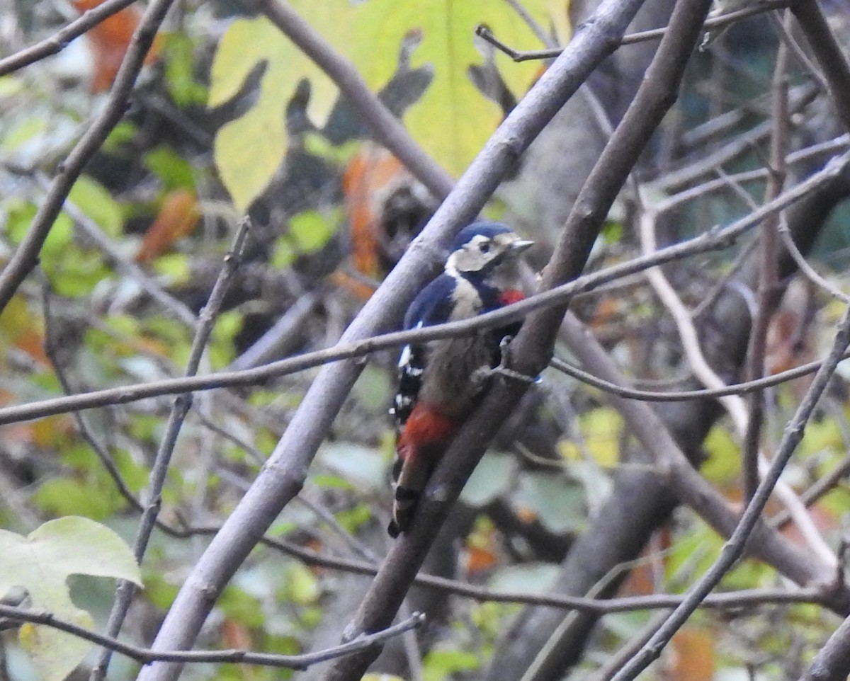 Necklaced Woodpecker - ML75007931