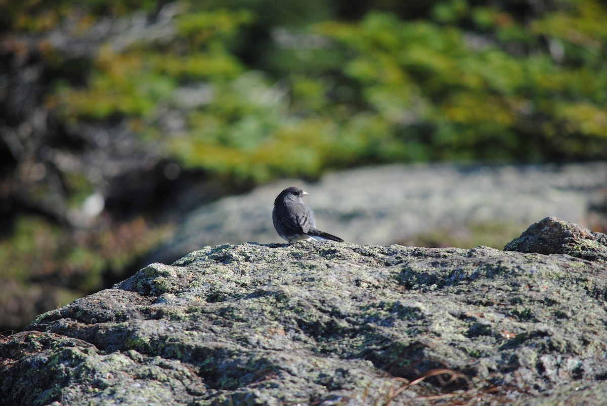 Junco ardoisé (hyemalis/carolinensis) - ML75008291