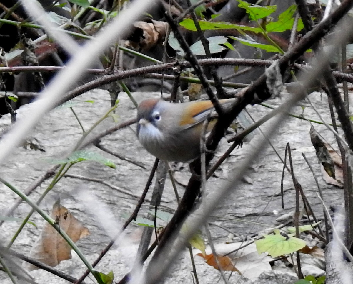 Spectacled Fulvetta - ML75008381