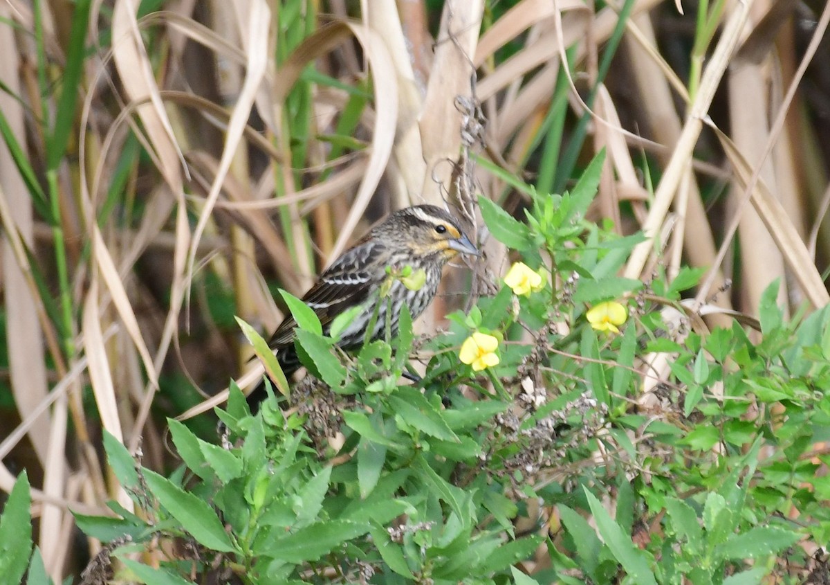 Red-winged Blackbird - ML75008931