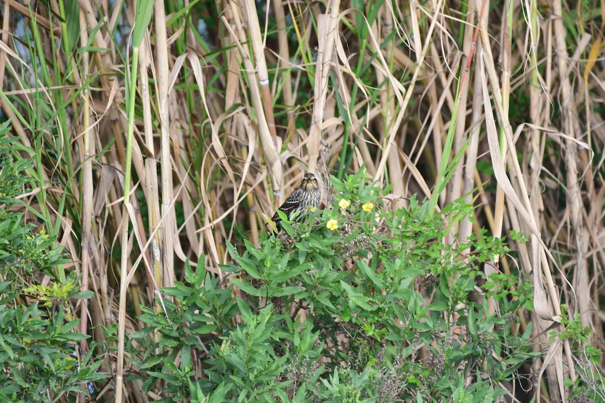 Red-winged Blackbird - ML75009101