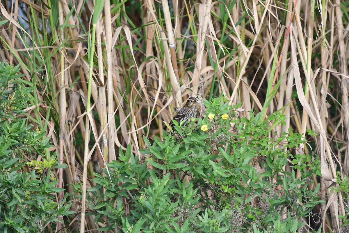 Red-winged Blackbird - ML75009141