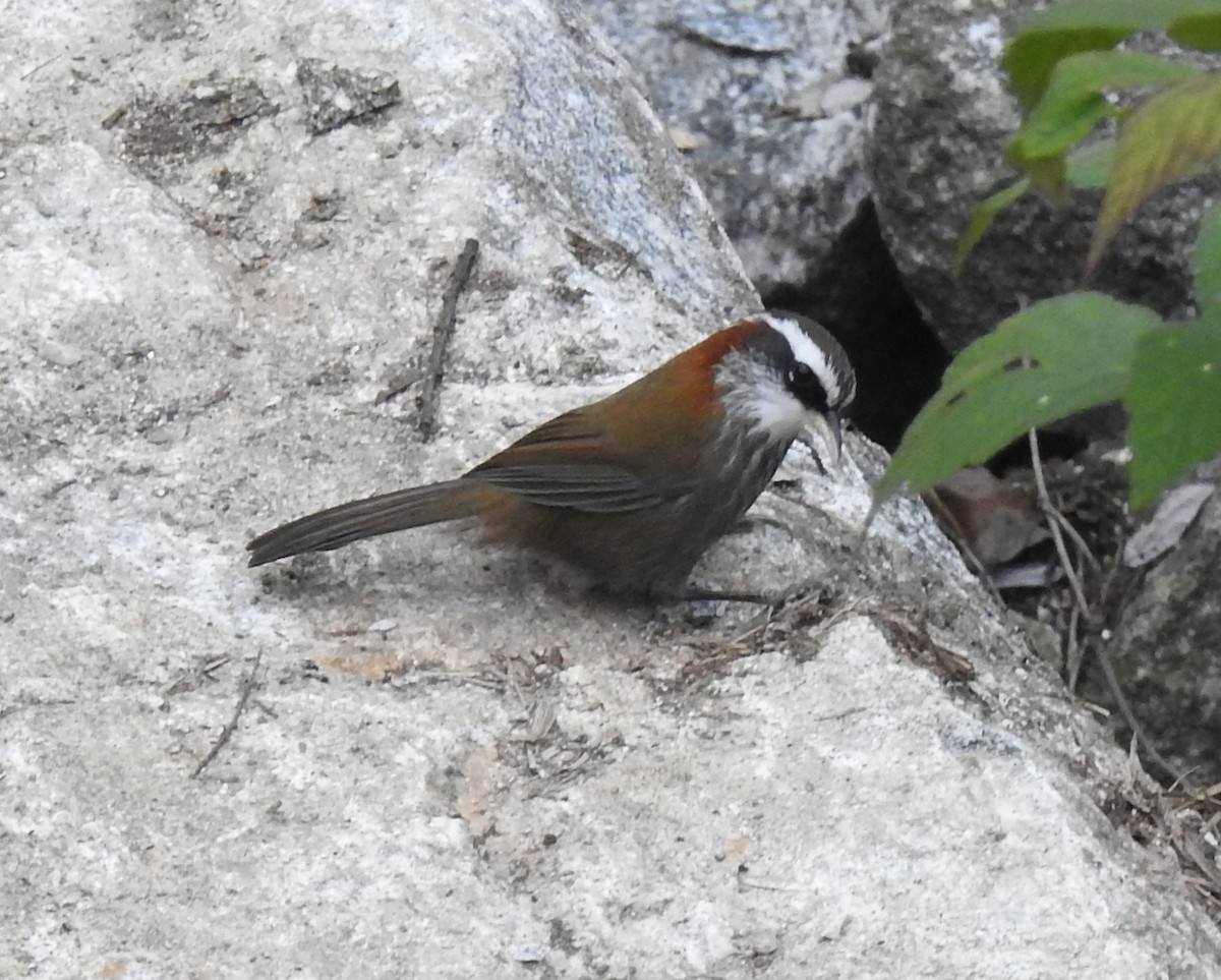 Streak-breasted Scimitar-Babbler - ML75009291