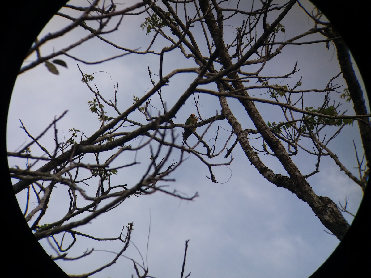 Orange-fronted Parakeet - ML75009401