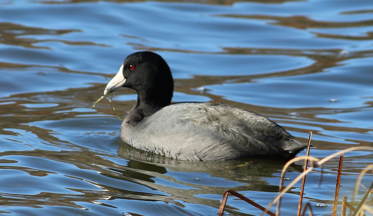 American Coot - ML75009921