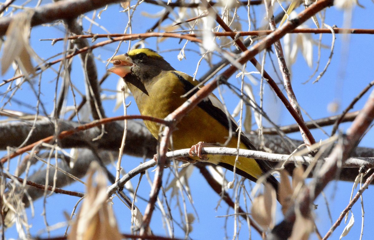 Evening Grosbeak - ML75009971