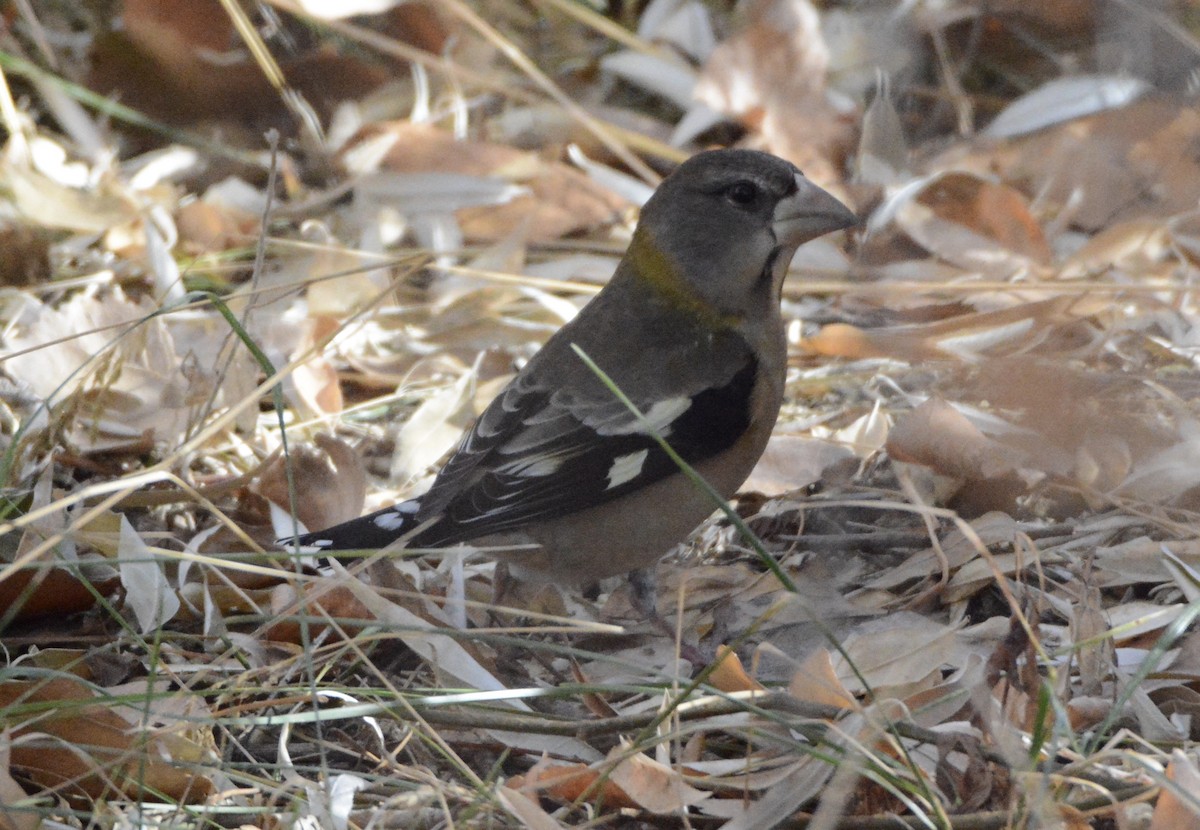 Evening Grosbeak - ML75010141