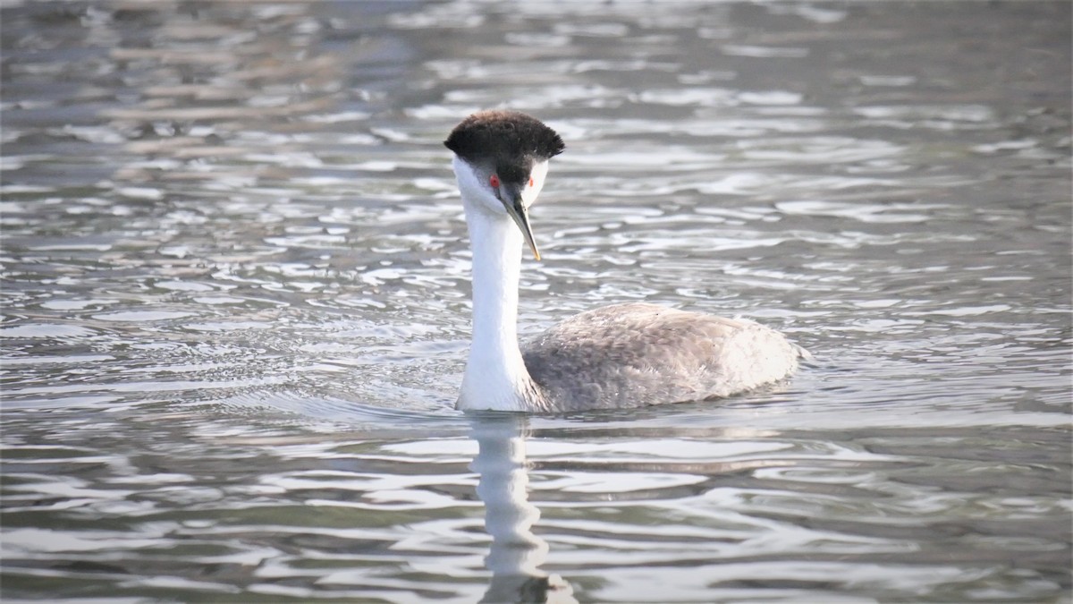 Western Grebe - ML75010461