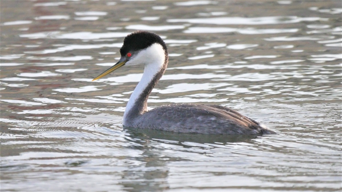 Western Grebe - ML75010521