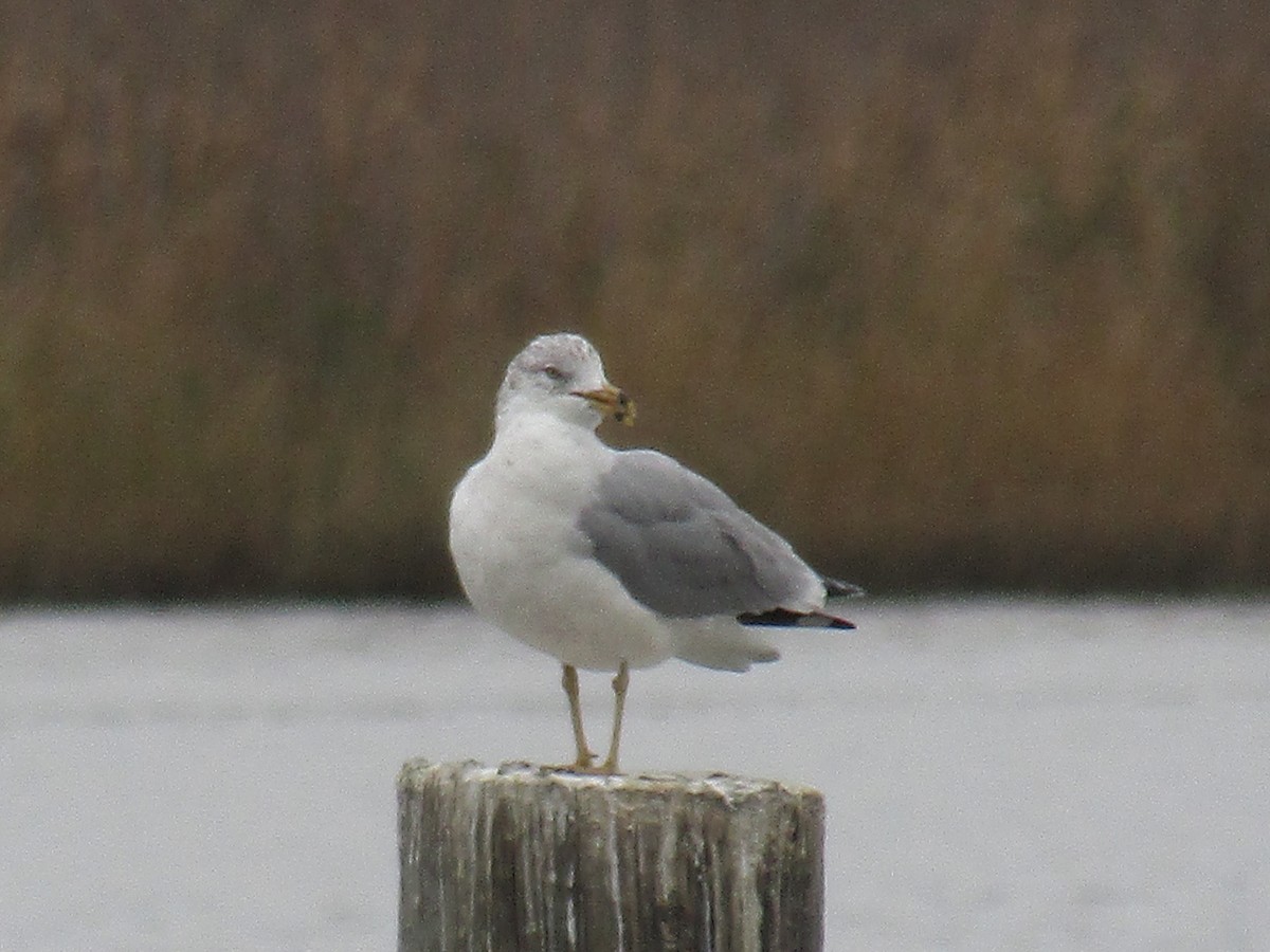 Ring-billed Gull - ML75012031
