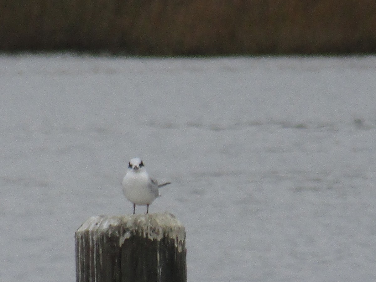 Forster's Tern - ML75012101