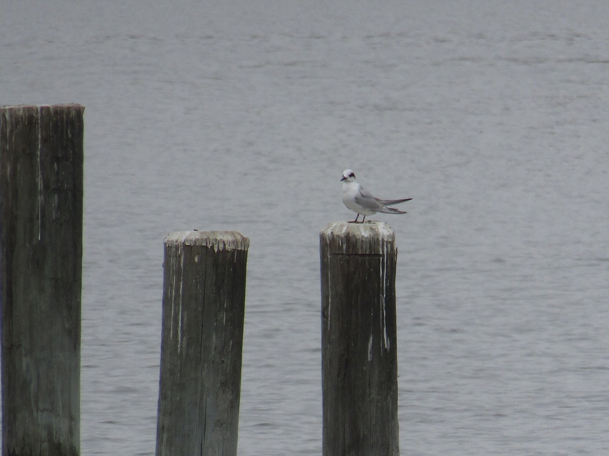 Forster's Tern - ML75012291