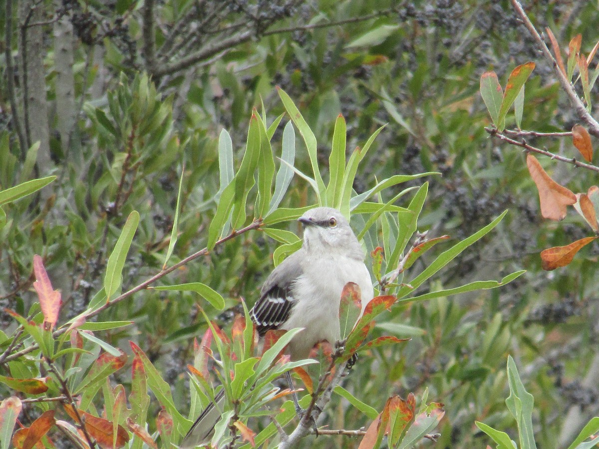 Northern Mockingbird - ML75012391