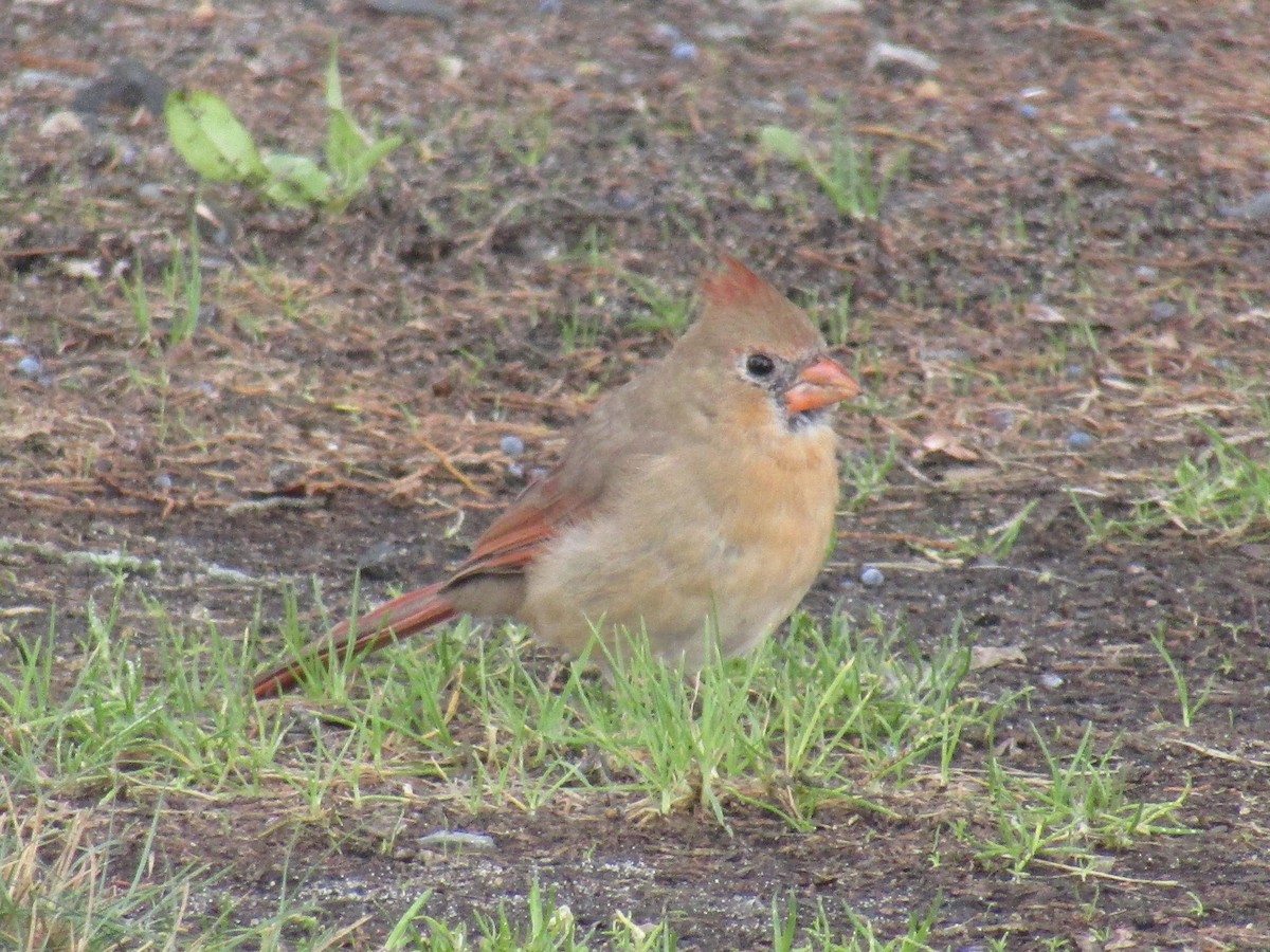 Northern Cardinal - ML75012421