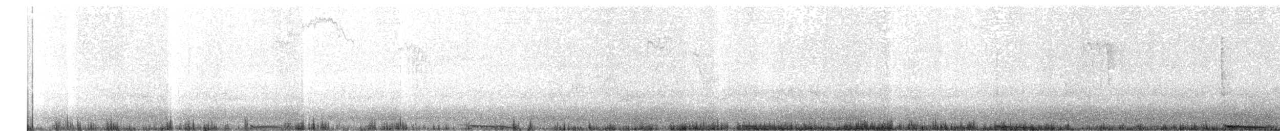 holub skalní (domácí) - ML75014461