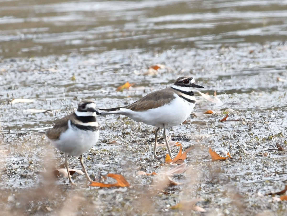 Killdeer - ML75014691