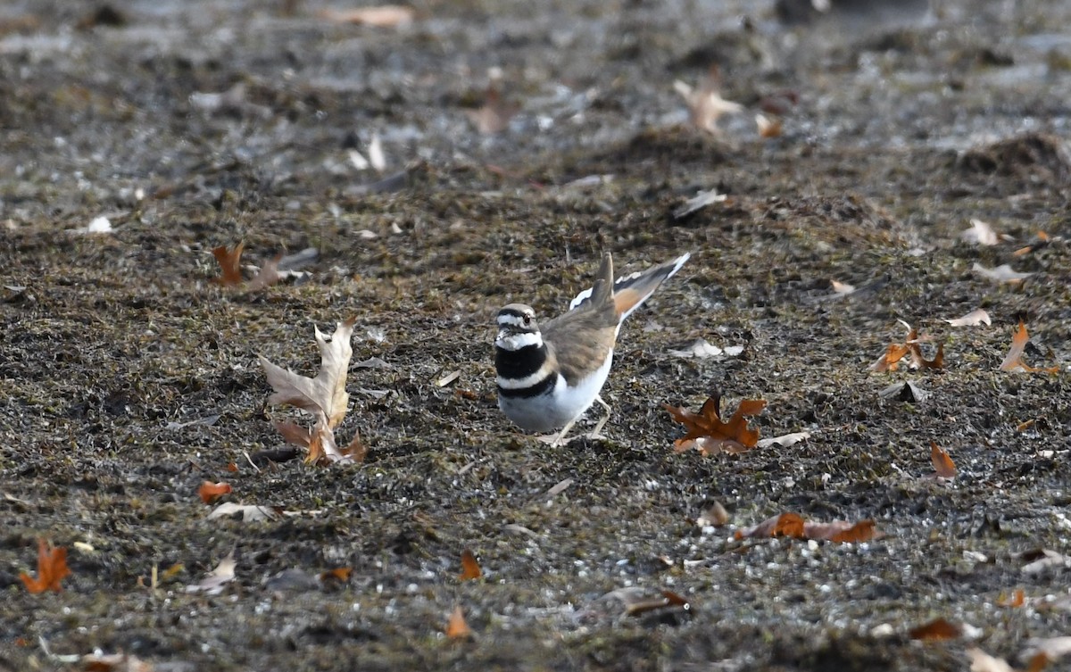 Killdeer - ML75014701