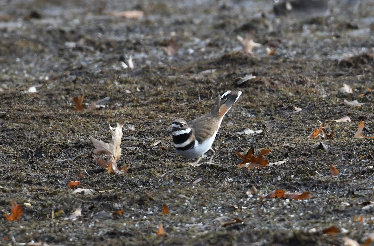 Killdeer - ML75014711