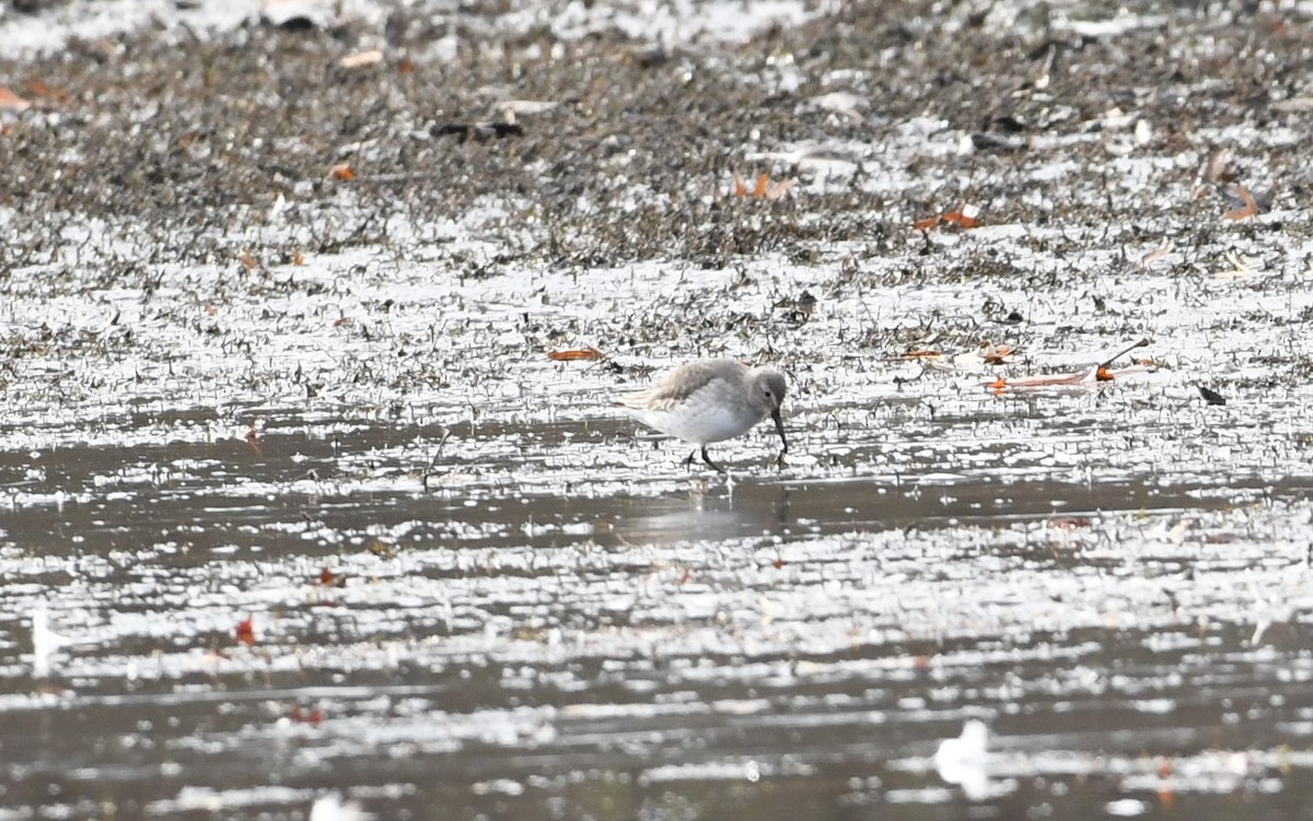 Dunlin - ML75014771