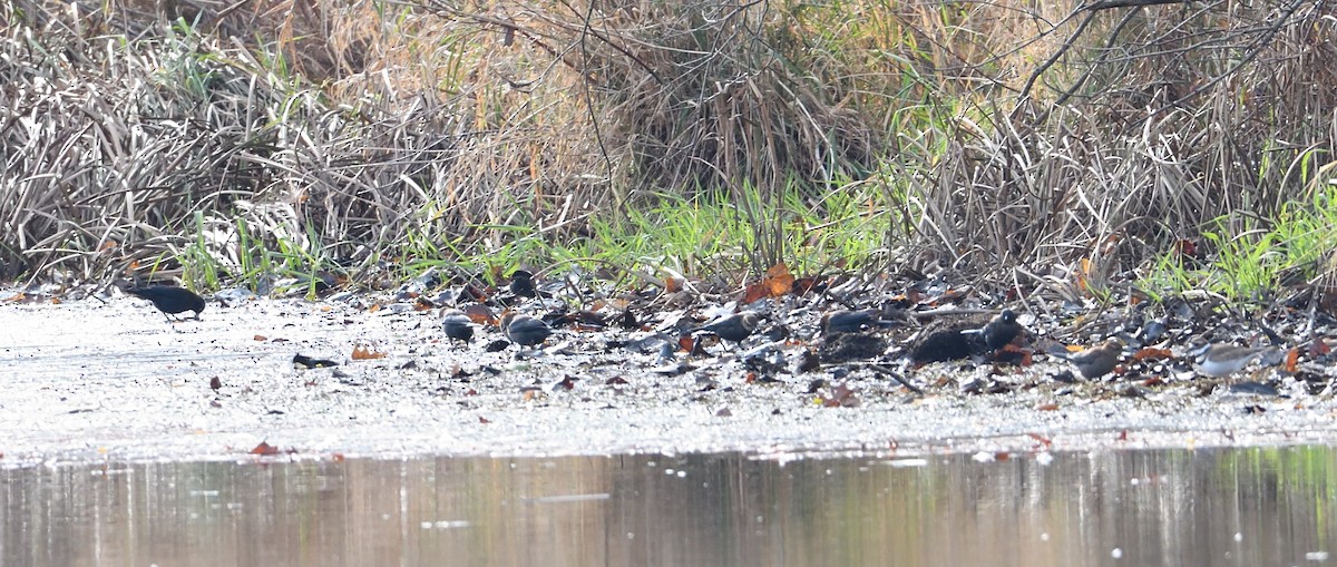 Rusty Blackbird - ML75014811