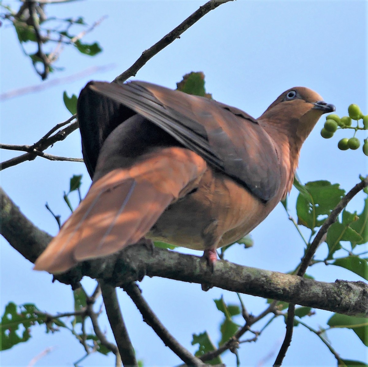 Brown Cuckoo-Dove - ML75015331