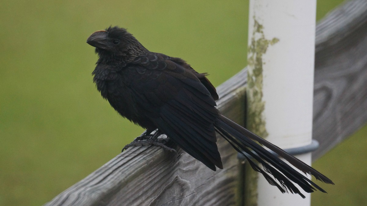 Smooth-billed Ani - Bryan White