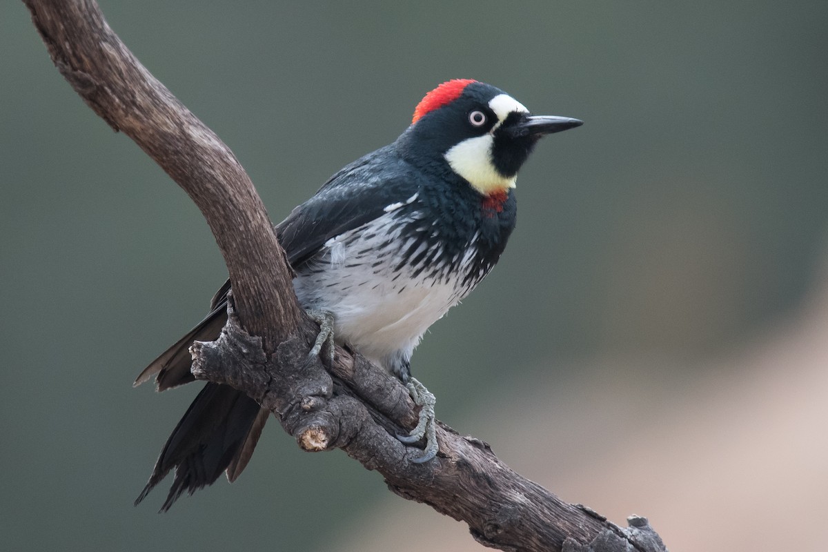 Acorn Woodpecker - ML75016761