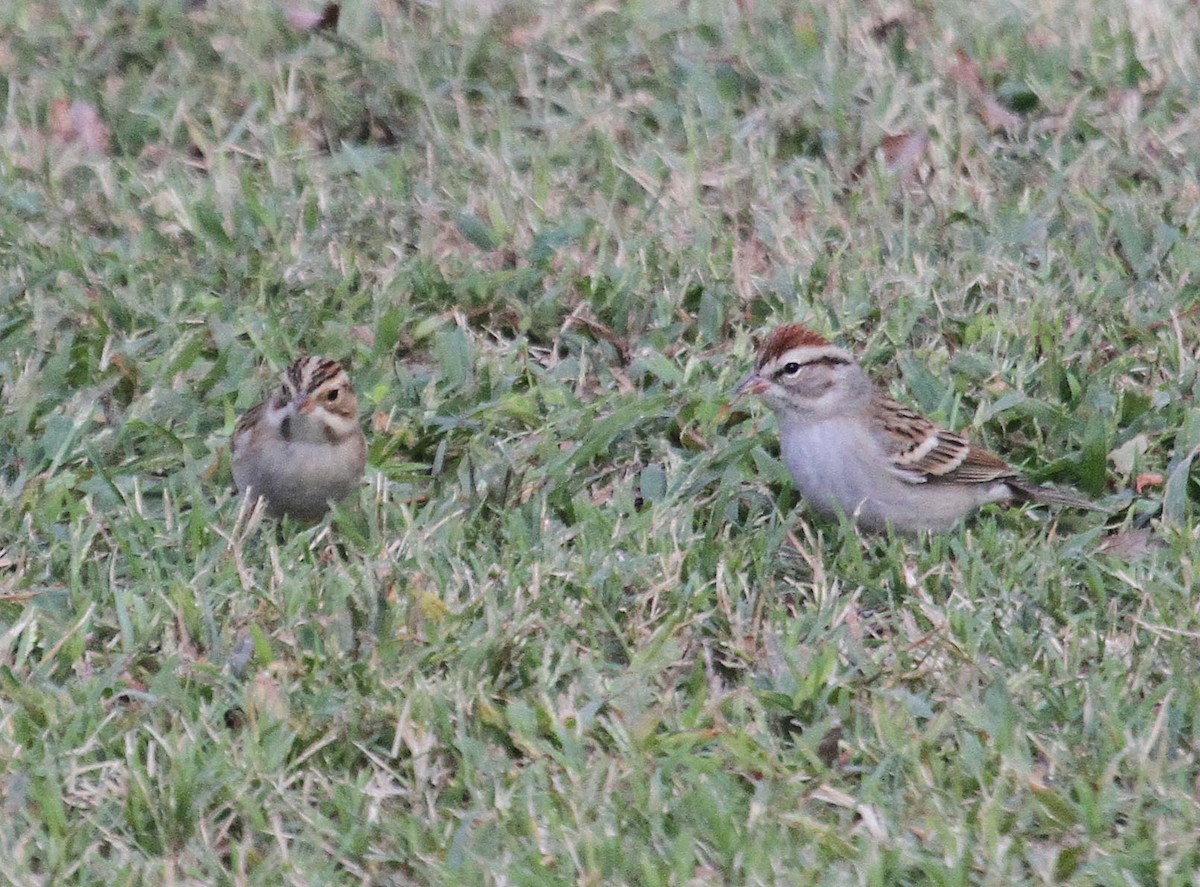 Clay-colored Sparrow - Kelli Heindel