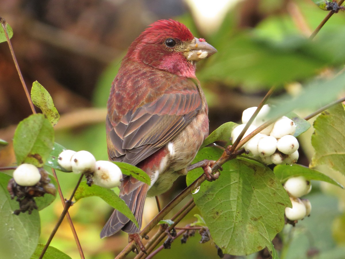 Purple Finch - ML75018961