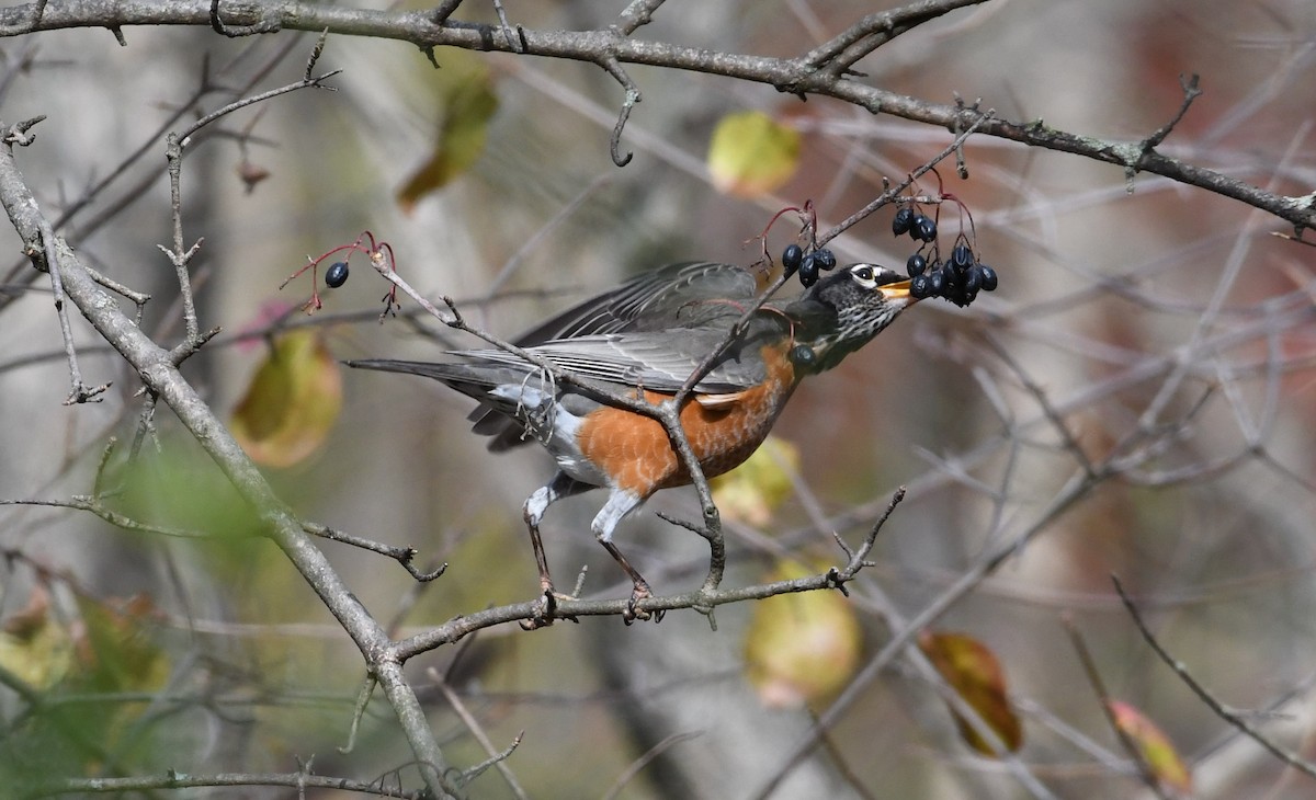 American Robin - ML75021311