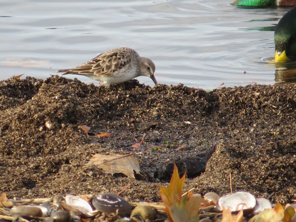 White-rumped Sandpiper - Glenn Hodgkins