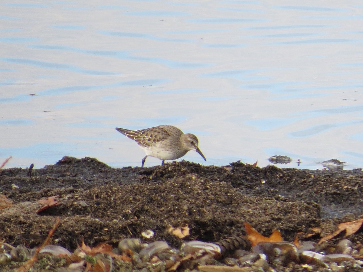 White-rumped Sandpiper - ML75022181