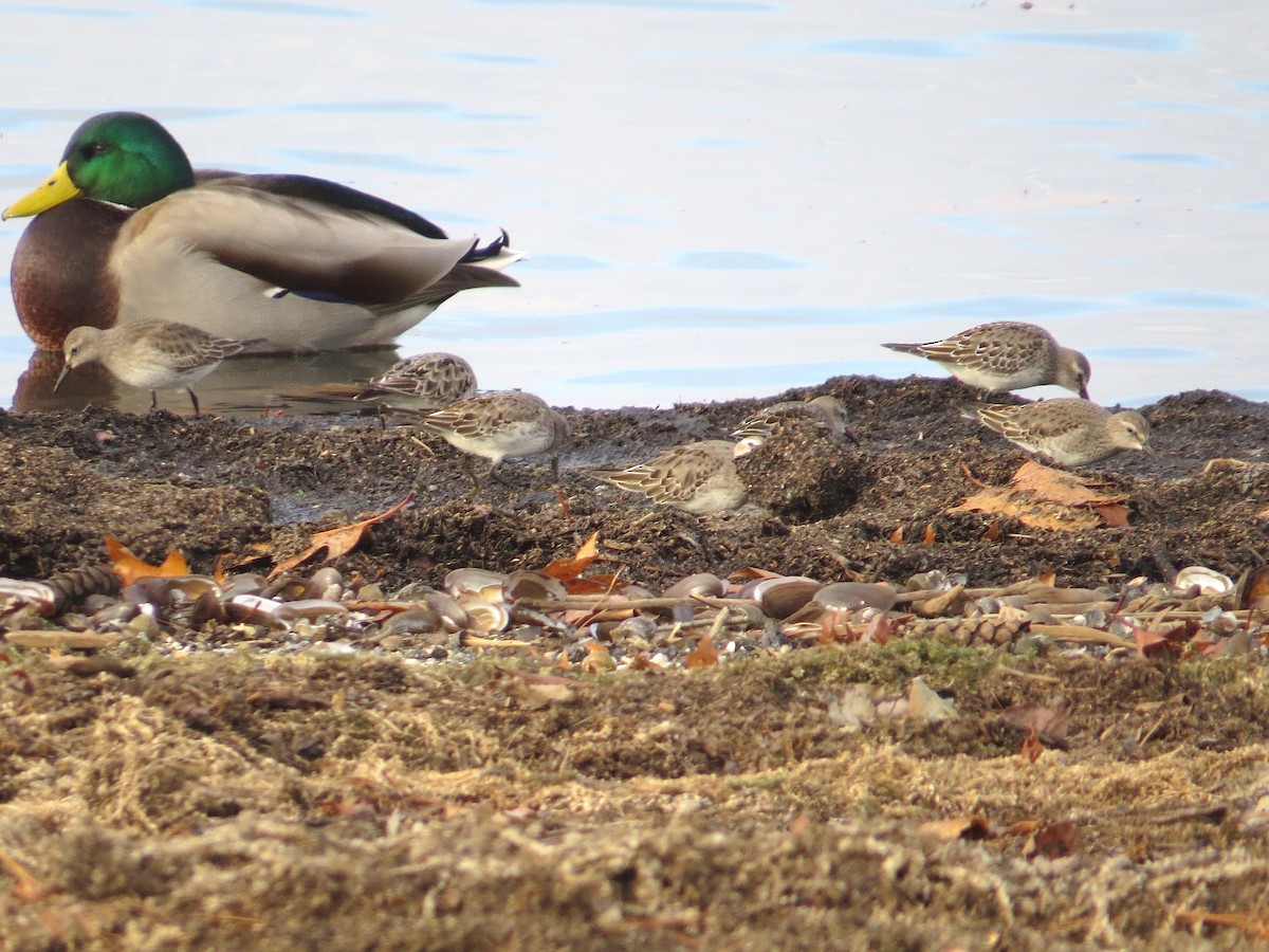 White-rumped Sandpiper - ML75022251