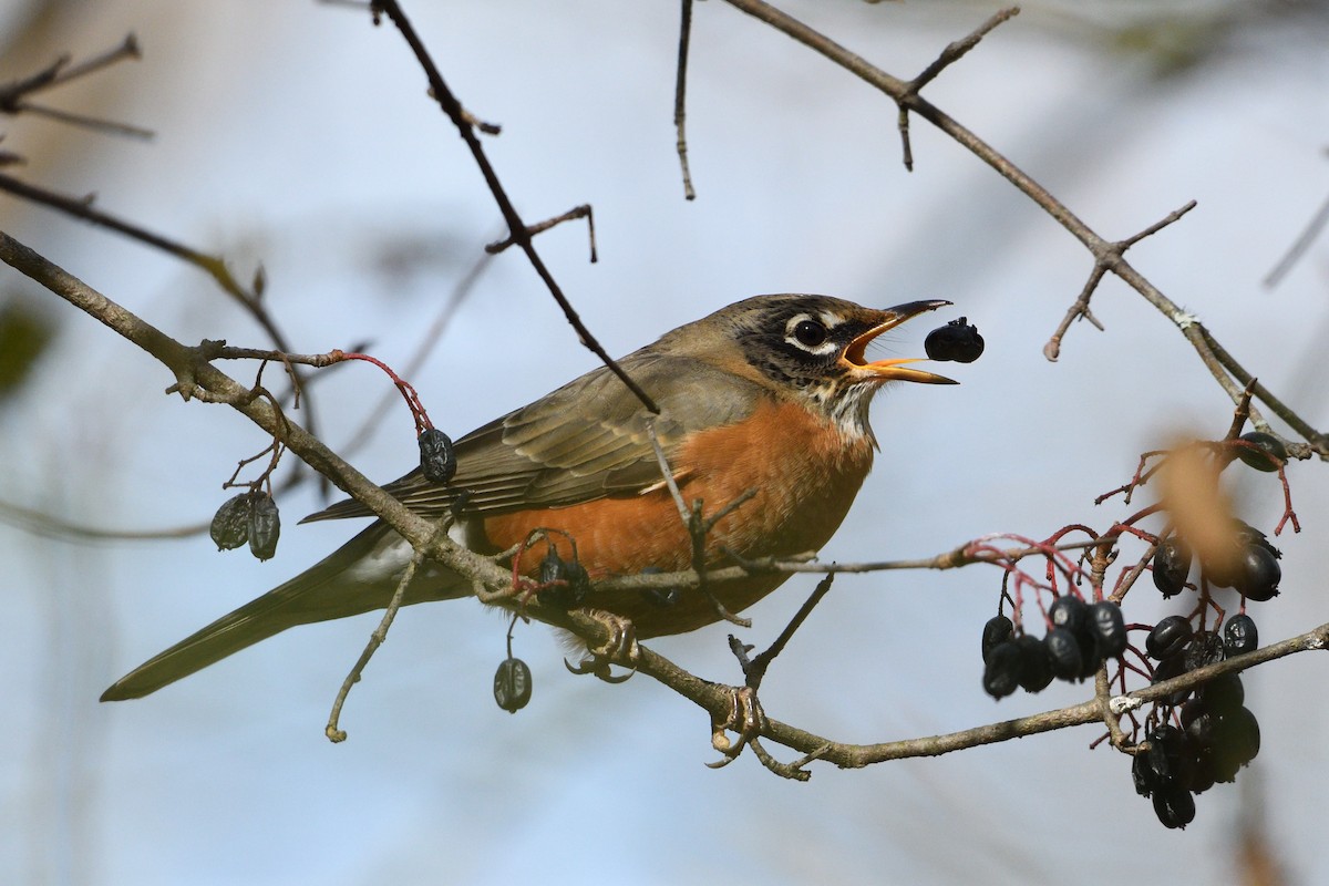 American Robin - ML75022511