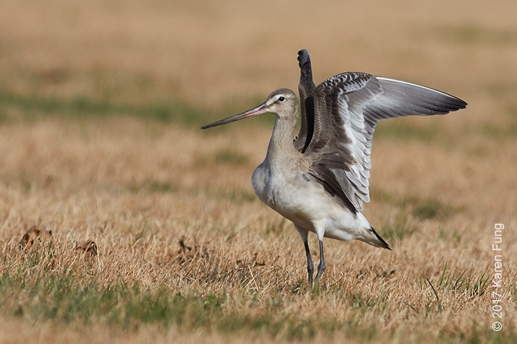 Hudsonian Godwit - ML75026181