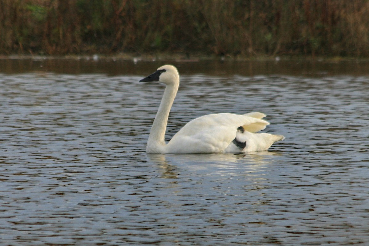 Tundra Swan - ML75026301