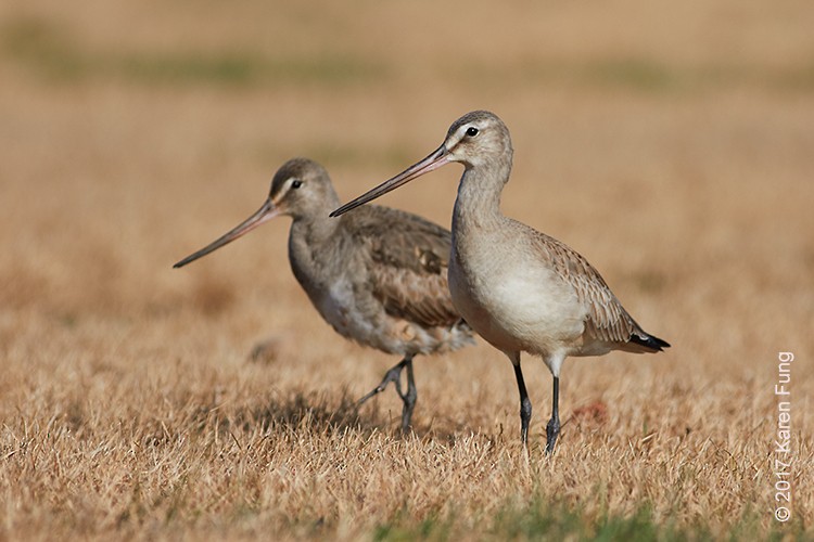 Hudsonian Godwit - Karen Fung