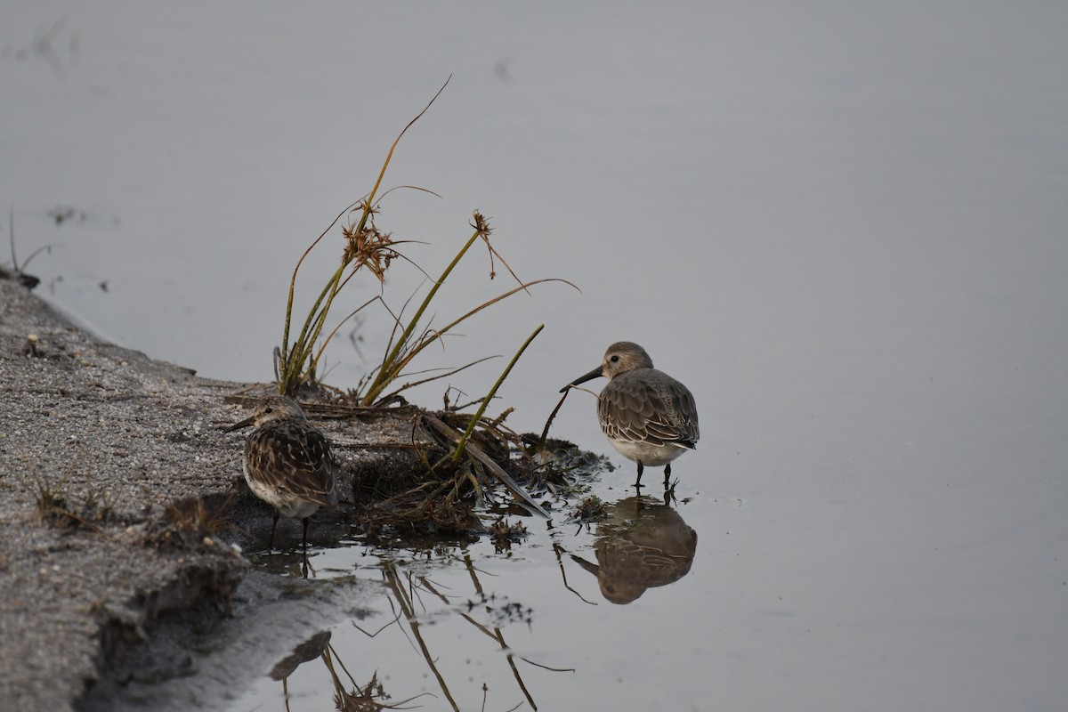 Dunlin - ML75028221