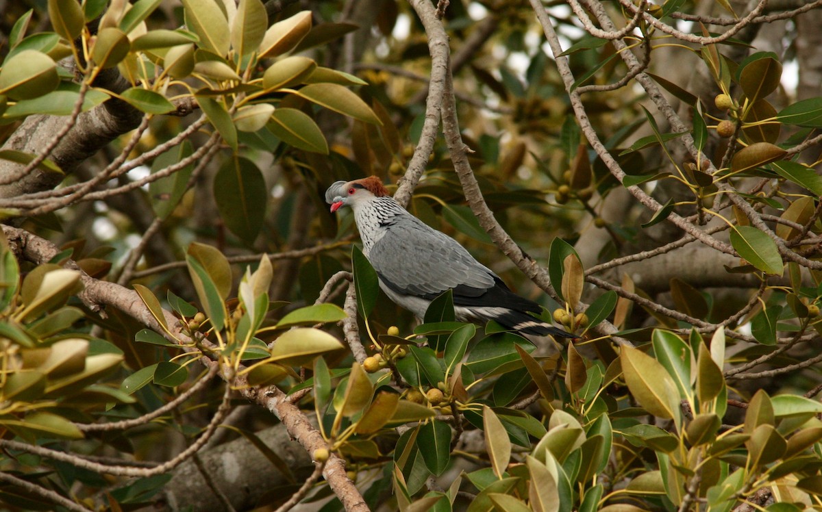 holub australský - ML75028591