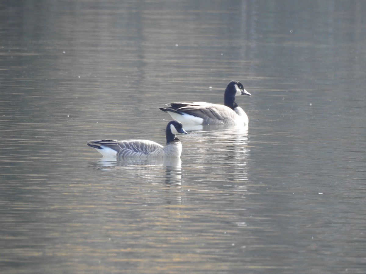 Cackling Goose - ML75029981