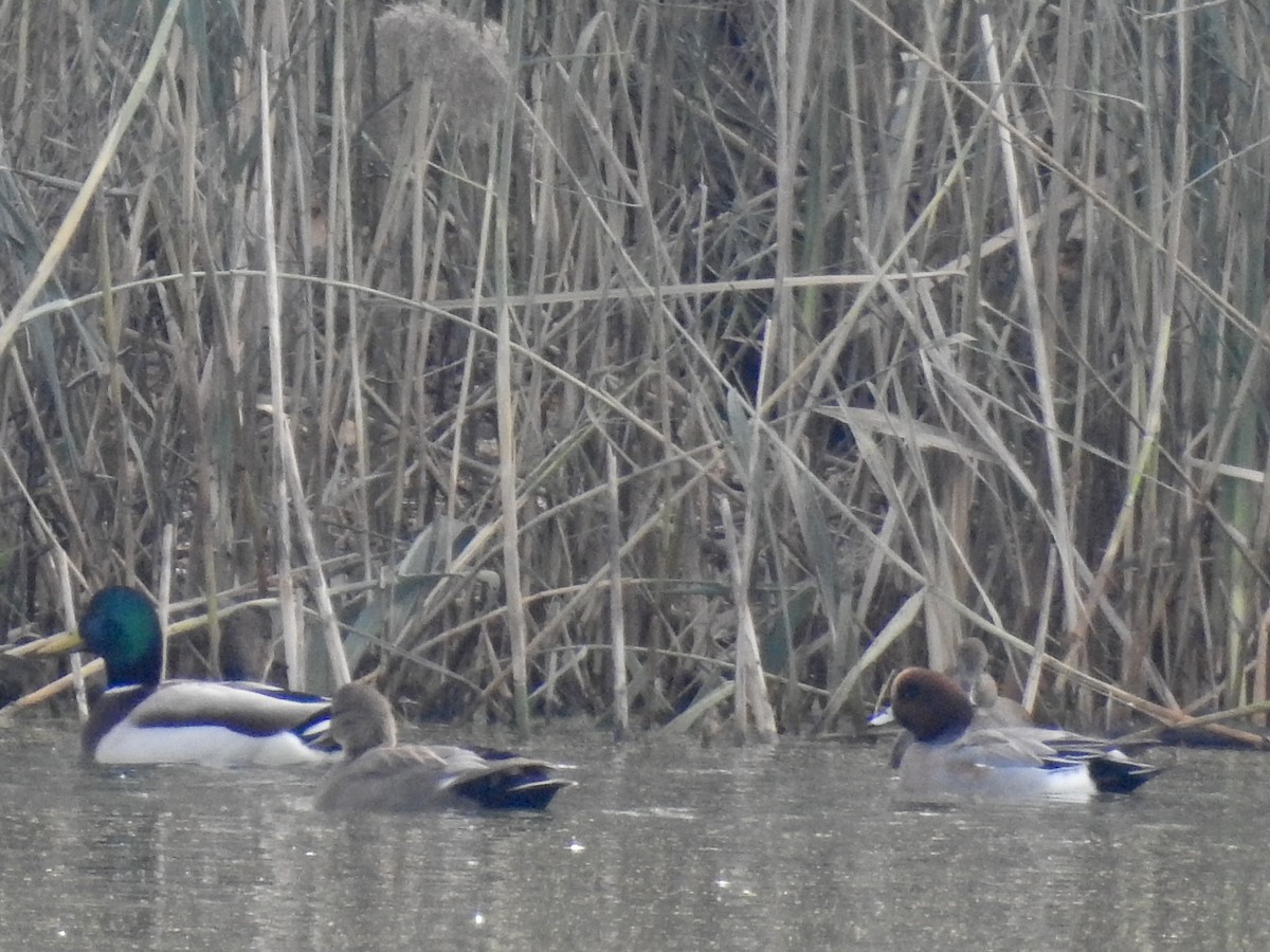 Eurasian Wigeon - ML75030051