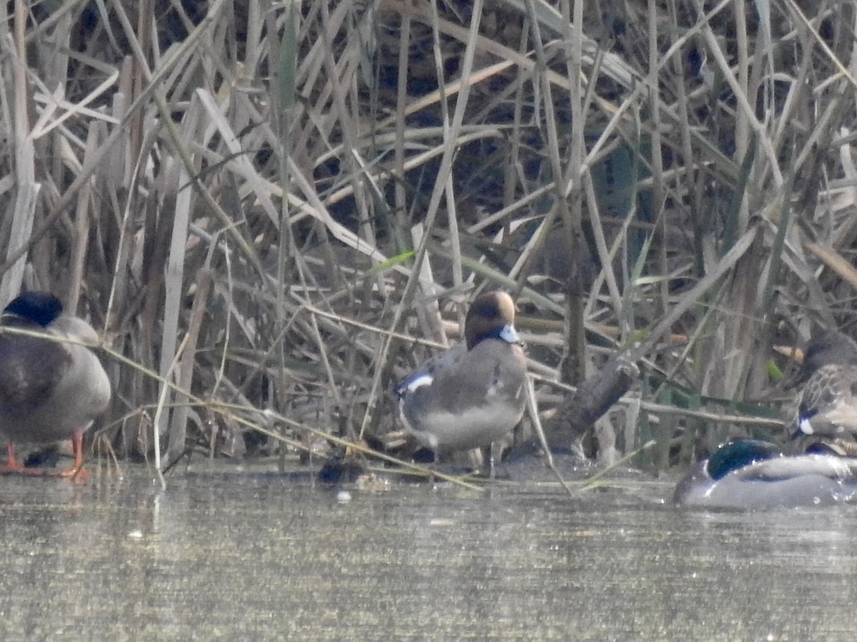 Eurasian Wigeon - ML75030081