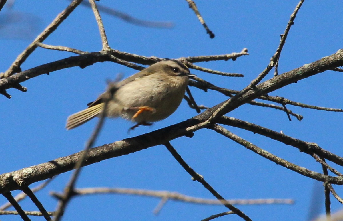 Golden-crowned Kinglet - ML75030331