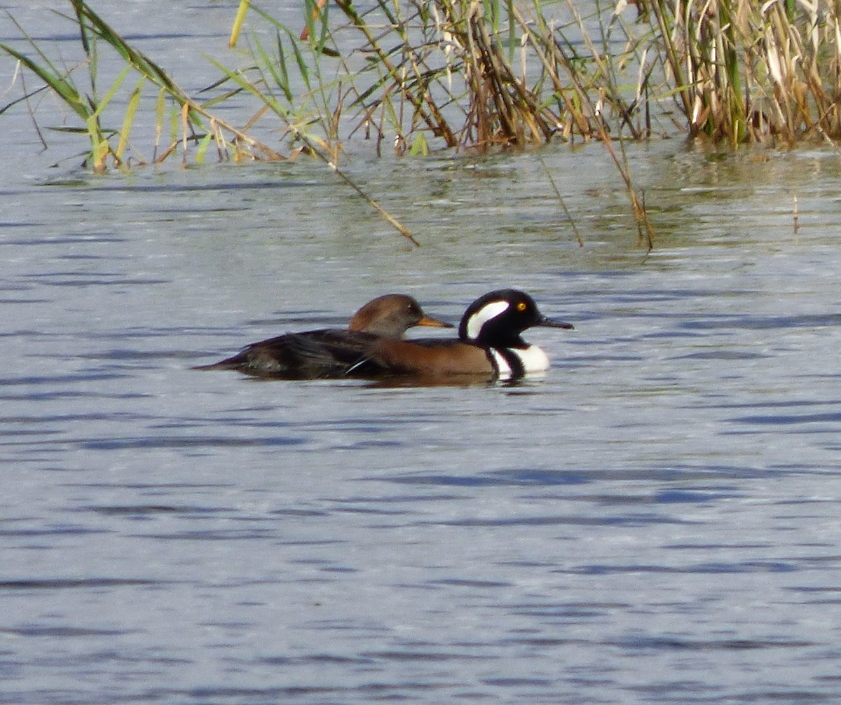 Hooded Merganser - David True