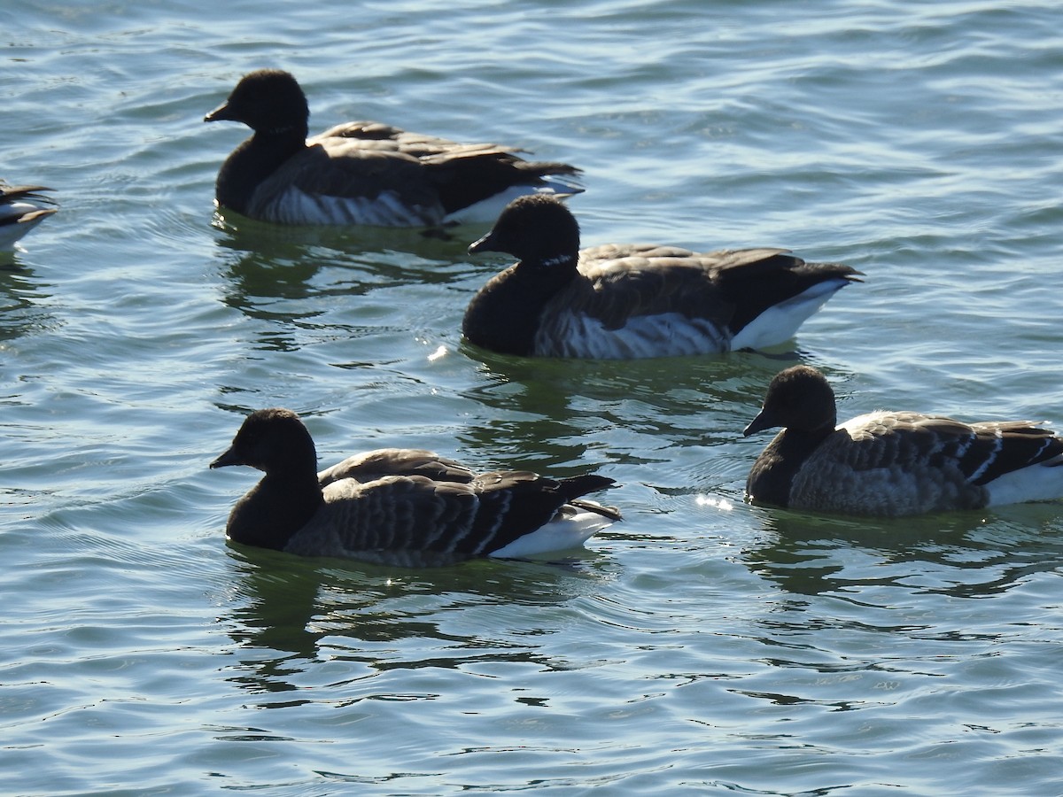 Brant - ML75030521