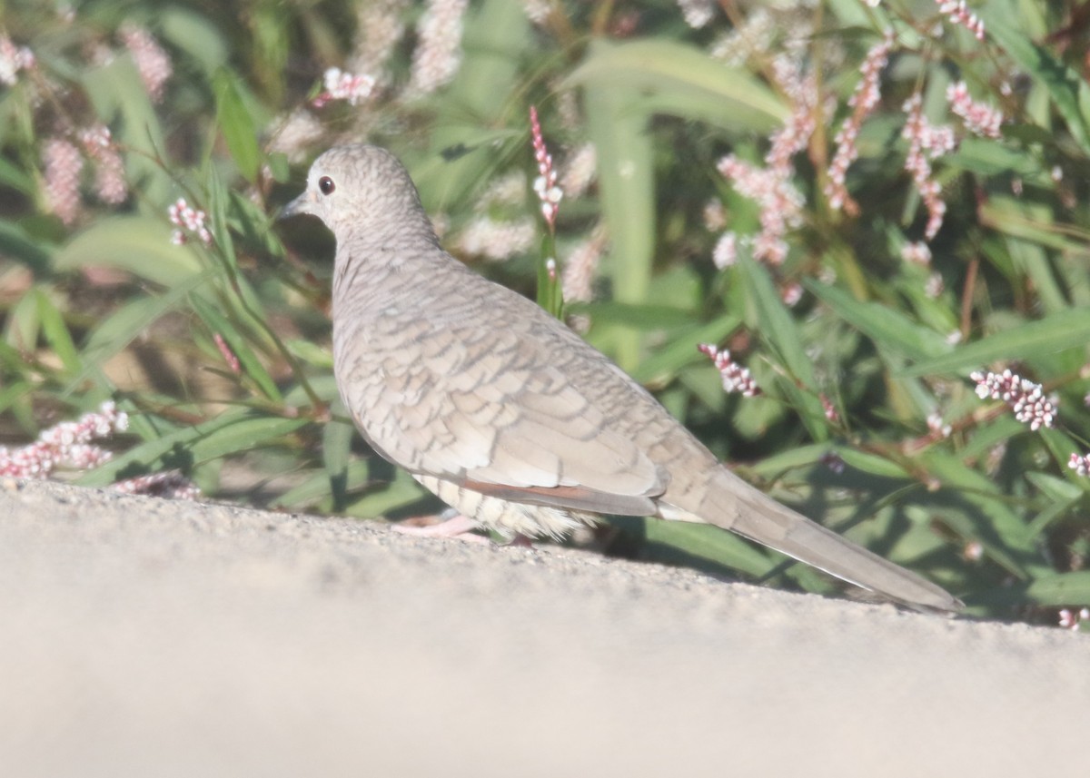 Inca Dove - ML75033941