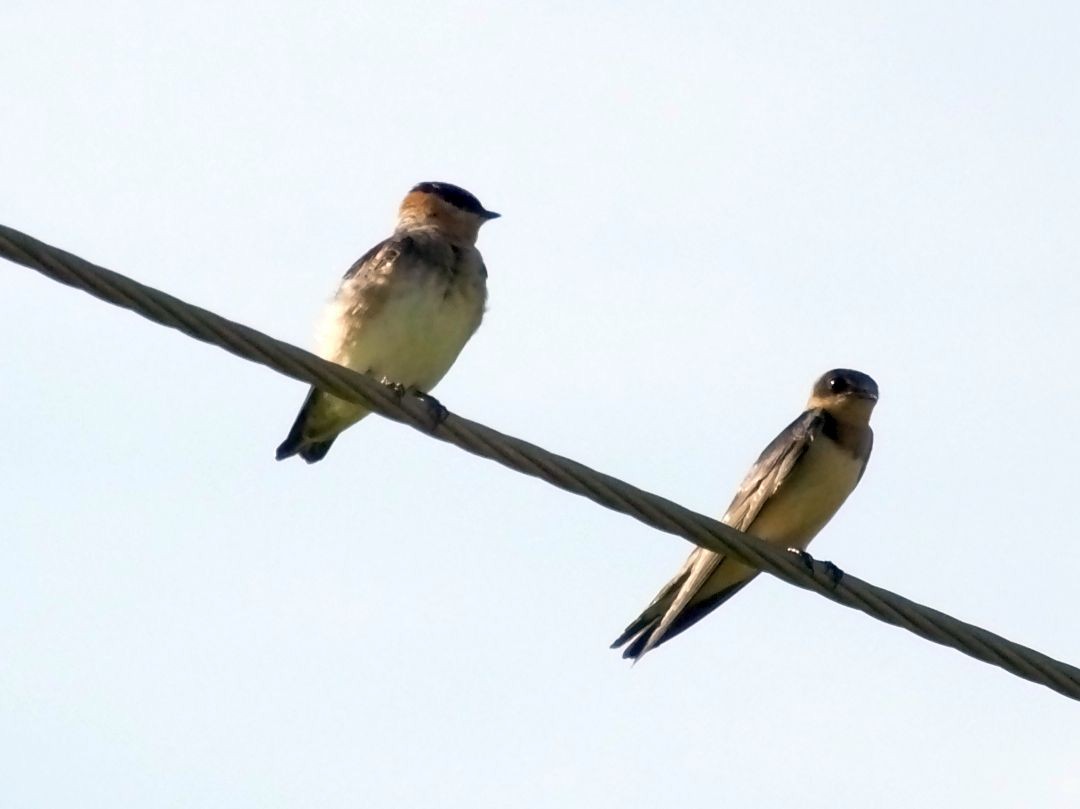 Golondrina Pueblera - ML75034191