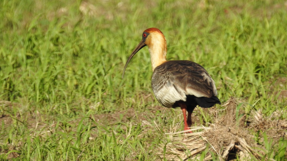 Buff-necked Ibis - ML75035001